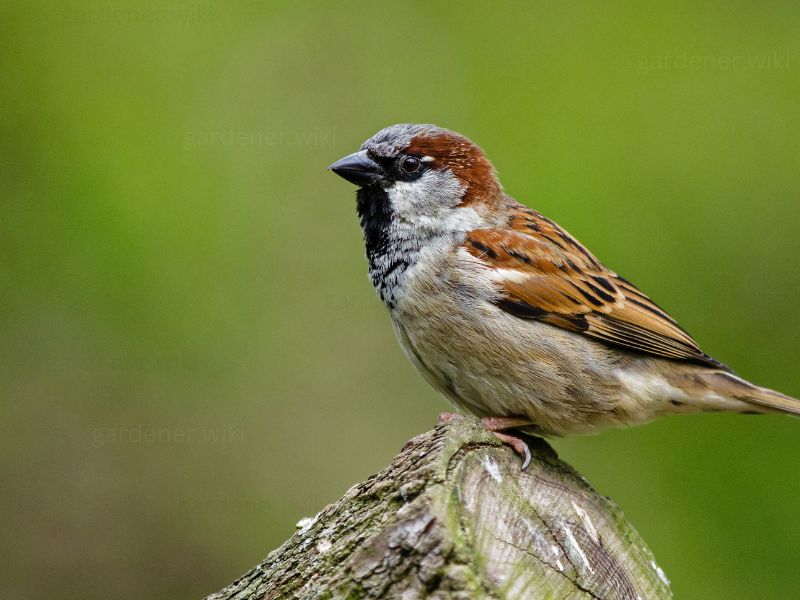 Sparrows will help control garden pests