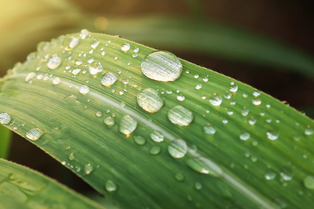 Water Droplets on Green Leaf