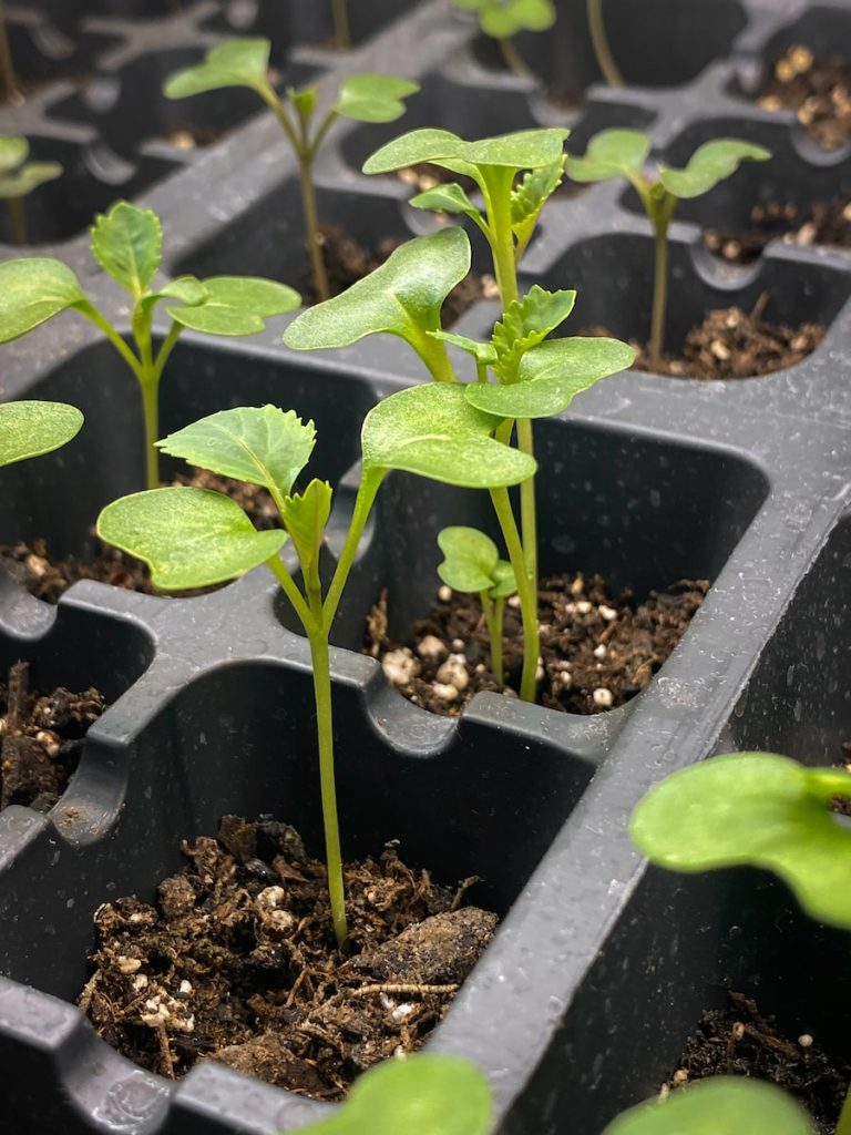 a row of plastic trays filled with green plants