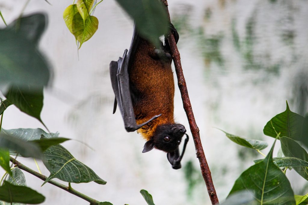 brown and black bird on tree branch during daytime