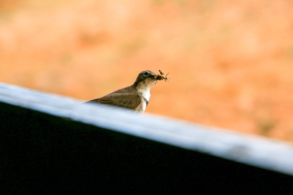 brown and white bird on white wooden fence during daytime