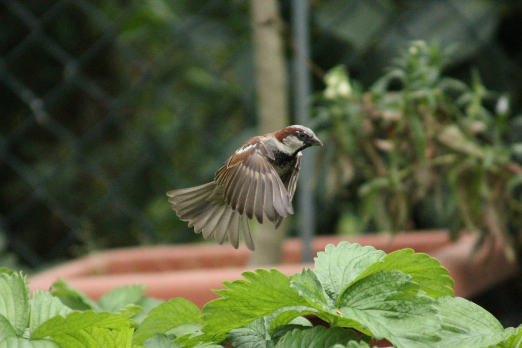 a bird perched on a plant